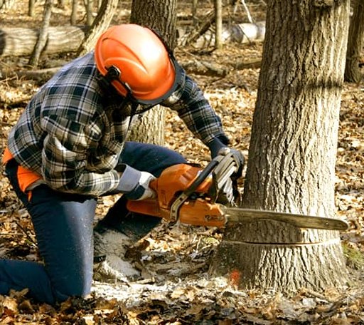 Tree Removal in Rye, TX